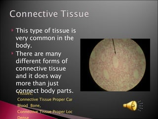 This type of tissue is very common in the body. There are many different forms of connective tissue and it does way more than just connect body parts. Tissues,  Connective Tissue Proper Cartilage,  Blood ,  Bone,   Connective Tissue Proper Loose,  Dense 