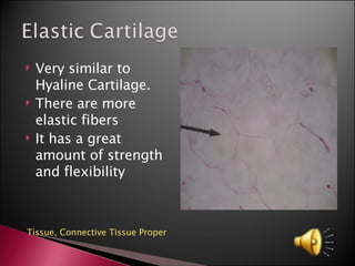 Very similar to Hyaline Cartilage. There are more elastic fibers It has a great amount of strength and flexibility  Tissue,  Connective Tissue Proper 