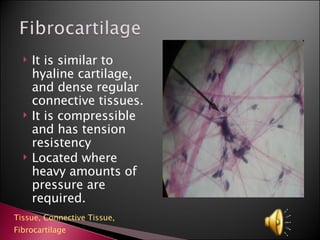 It is similar to hyaline cartilage, and dense regular connective tissues. It is compressible and has tension resistency Located where heavy amounts of pressure are required. Tissue,  Connective Tissue,  Fibrocartilage 