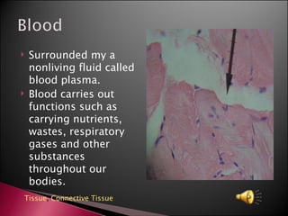 Surrounded my a nonliving fluid called blood plasma. Blood carries out functions such as carrying nutrients, wastes, respiratory gases and other substances throughout our bodies. Tissue ,  Connective Tissue 