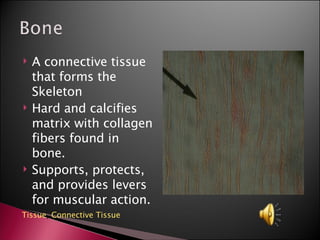 A connective tissue that forms the Skeleton Hard and calcifies matrix with collagen fibers found in bone. Supports, protects, and provides levers for muscular action. Tissue ,  Connective Tissue 