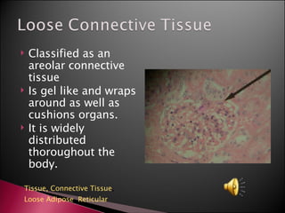 Classified as an areolar connective tissue Is gel like and wraps around as well as cushions organs. It is widely distributed thoroughout the body. Tissue,  Connective Tissue ,  Loose Adipose ,  Reticular 