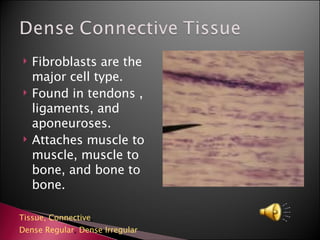 Fibroblasts are the major cell type. Found in tendons , ligaments, and aponeuroses. Attaches muscle to muscle, muscle to bone, and bone to bone. Tissue,  Connective ,  Dense Regular ,  Dense Irregular 