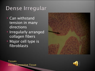 Can withstand tension in many directions Irregularly arranged collagen fibers Major cell type is fibroblasts Tissues ,  Dense Connective Tissue 