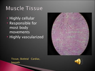 Highly cellular Responsible for most body movements Highly vascularized Tissue,  Skeletal  ,  Cardiac,   Smooth 