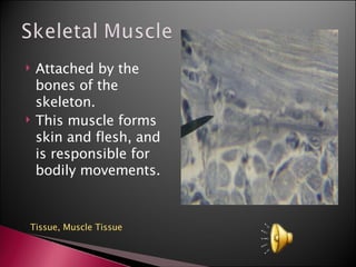 Attached by the bones of the skeleton. This muscle forms skin and flesh, and is responsible for bodily movements. Tissue,  Muscle Tissue 