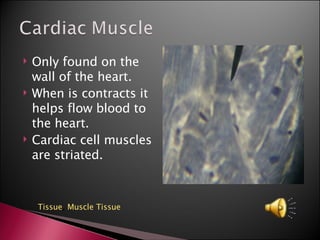 Only found on the wall of the heart. When is contracts it helps flow blood to the heart. Cardiac cell muscles are striated. Tissue ,  Muscle Tissue 