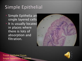 Simple Epithelia are single layered cells It is usually located in places where there is lots of absorption and filtration. Tissue ,  Epithelial Tissue,  Simple Squamous,   Cuboidal,   Columnar   