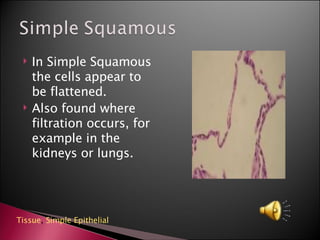 In Simple Squamous the cells appear to be flattened. Also found where filtration occurs, for example in the kidneys or lungs. Tissue ,  Simple Epithelial   