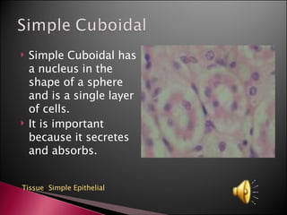 Simple Cuboidal has a nucleus in the shape of a sphere and is a single layer of cells. It is important because it secretes and absorbs. Tissue ,  Simple Epithelial 