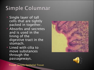 Single layer of tall cells that are tightly packed in together. Absorbs and secretes and is used in the lining of the digestive tract in the stomach. Lined with cilia to move substances through the passageways. Tissue ,  Simple Epithelial Tissue 