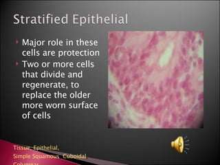 Major role in these cells are protection Two or more cells that divide and regenerate, to replace the older more worn surface of cells Tissue,  Epithelial,  Simple Squamous ,  Cuboidal ,  Columnar 