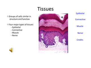 Tissues ,[object Object],[object Object],[object Object],[object Object],[object Object],[object Object],[object Object],Epithelial Connective Muscle Nerve Credits 