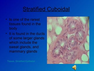 Stratified Cuboidal   Is one of the rarest tissues found in the body  It is found in the ducts of some larger glands which include the sweat glands, and mammary glands  Tissue,  Stratified Epithelial 