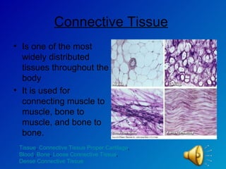 Connective Tissue   Is one of the most widely distributed tissues throughout the body It is used for connecting muscle to muscle, bone to muscle, and bone to bone. Tissue ,  Connective Tissue Proper Cartilage ,  Blood ,  Bone ,  Loose Connective Tissue ,  Dense Connective Tissue 