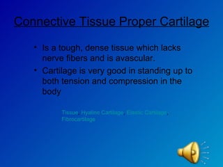 Connective Tissue Proper Cartilage   Is a tough, dense tissue which lacks nerve fibers and is avascular. Cartilage is very good in standing up to both tension and compression in the body  Tissue ,  Hyaline Cartilage ,  Elastic Cartilage ,  Fibrocartilage 