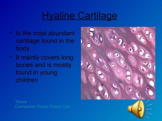 Hyaline Cartilage   Is the most abundant cartilage found in the body  It mainly covers long bones and is mostly found in young children Tissue ,  Connective Tissue Proper Cartilage 
