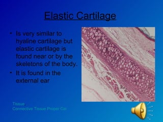 Elastic Cartilage   Is very similar to hyaline cartilage but elastic cartilage is found near or by the skeletons of the body. It is found in the external ear  Tissue ,  Connective Tissue Proper Cartilage 