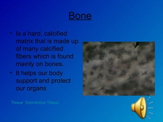 Bone   Is a hard, calcified matrix that is made up of many calcified fibers which is found mainly on bones. It helps our body support and protect our organs Tissue ,  Connective Tissue 