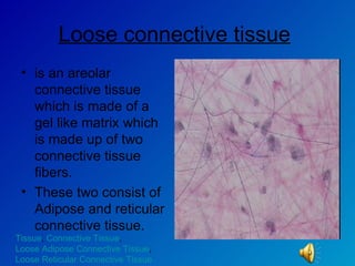 Loose connective tissue   is an areolar connective tissue which is made of a gel like matrix which is made up of two connective tissue fibers.  These two consist of Adipose and reticular connective tissue.  Tissue ,  Connective Tissue ,  Loose Adipose Connective Tissue ,  Loose Reticular Connective Tissue 