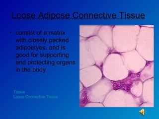 Loose Adipose Connective Tissue   consist of a matrix with closely packed adipoetyes, and is good for supporting and protecting organs in the body Tissue ,  Loose Connective Tissue 