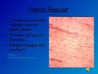 Dense Regular   is made up of parallel collagen with few elastic fibers.  Its major cell type is fibroblast. Parallel collagen with few fibers Tissue ,  Dense Connective Tissue 