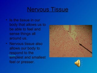 Nervous Tissue   Is the tissue in our body that allows us to be able to feel and sense things all around us. Nervous tissue also allows our body to respond to the simplest and smallest feel or presser.  Tissue 