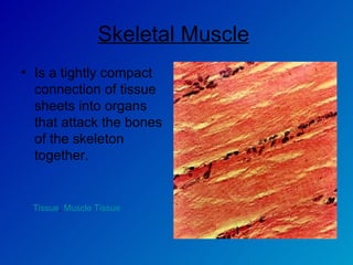 Skeletal Muscle   Is a tightly compact connection of tissue sheets into organs that attack the bones of the skeleton together.  Tissue ,  Muscle Tissue 