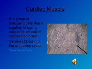 Cardiac Muscle   Is a group of branching cells that fit together to form a unique fusion called intercalated discs. Secretes blood into the circulation system Tissue ,  Muscle Tissue 