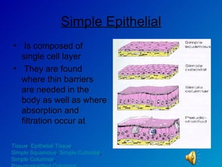 Simple Epithelial Is composed of single cell layer They are found where thin barriers are needed in the body as well as where absorption and filtration occur at  Tissue ,  Epithelial Tissue ,  Simple Squamous ,  Simple Cuboidal ,  Simple Columnar ,  Pseudostratified Columnar 