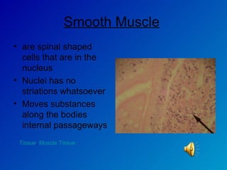 Smooth Muscle   are spinal shaped cells that are in the nucleus  Nuclei has no striations whatsoever Moves substances along the bodies internal passageways Tissue ,  Muscle Tissue 
