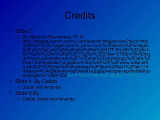 Credits Slide 3 By Stasinos Stavrianeas, Ph.D.  http://images.search.yahoo.com/search/images/view?back=http%3A%2F%2Fimages.search.yahoo.com%2Fsearch%2Fimages%3Fp%3Dsimple%2Bepithelial%26ei%3DUTF-8%26fr%3Dyfp-t-501%26x%3Dwrt%26js%3D1%26ni%3D21&w=270&h=504&imgurl=www.willamette.edu%2F%7Estas%2Fphysiology%2Flabs%2Flab1%2Fepithelial1a.jpg&rurl=http%3A%2F%2Fwww.willamette.edu%2F%7Estas%2Fphysiology%2Flabs%2Flab1%2Flab1.htm&size=40.4kB&name=epithelial1a.jpg&p=simple+epithelial&type=jpeg&no=13&tt=202 &oid=f3bde798eb8b7cd2&ei=UTF-8 Slide 4. By Calida  Justin and Amanda Slide 5.By  Calida Justin and Amanda 