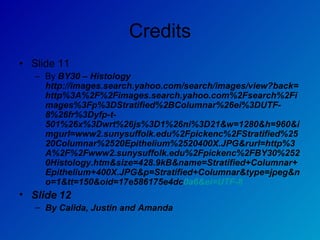 Credits Slide 11  By  BY30 – Histology http://images.search.yahoo.com/search/images/view?back=http%3A%2F%2Fimages.search.yahoo.com%2Fsearch%2Fimages%3Fp%3DStratified%2BColumnar%26ei%3DUTF-8%26fr%3Dyfp-t-501%26x%3Dwrt%26js%3D1%26ni%3D21&w=1280&h=960&imgurl=www2.sunysuffolk.edu%2Fpickenc%2FStratified%2520Columnar%2520Epithelium%2520400X.JPG&rurl=http%3A%2F%2Fwww2.sunysuffolk.edu%2Fpickenc%2FBY30%2520Histology.htm&size=428.9kB&name=Stratified+Columnar+Epithelium+400X.JPG&p=Stratified+Columnar&type=jpeg&no=1&tt=150&oid=17e586175e4dc 0a6&ei=UTF-8 Slide 12  By Calida, Justin and Amanda 