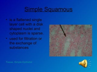 Simple Squamous is a flattened single layer cell with a disk shaped nuclei and cytoplasm is sparse. used for filtration or the exchange of substances  Tissue,  Simple Epithelial 