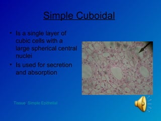 Simple Cuboidal   Is a single layer of cubic cells with a large spherical central nuclei  Is used for secretion and absorption  Tissue ,  Simple Epithelial  