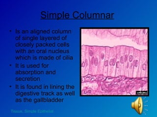 Simple Columnar   Is an aligned column of single layered of closely packed cells with an oral nucleus which is made of cilia It is used for absorption and secretion  It is found in lining the digestive track as well as the gallbladder  Tissue,  Simple Epithelial 