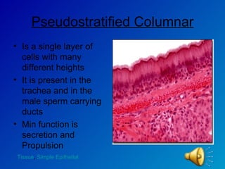 Pseudostratified Columnar Is a single layer of cells with many different heights  It is present in the trachea and in the male sperm carrying ducts  Min function is secretion and Propulsion Tissue ,  Simple Epithelial 