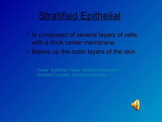 Stratified Epithelial   Is composed of several layers of cells with a thick center membrane  Makes up the outer layers of the skin Tissue ,  Epithelial Tissue ,  Stratified Squamous ,  Stratified Cuboidal ,  Stratified Columnar 