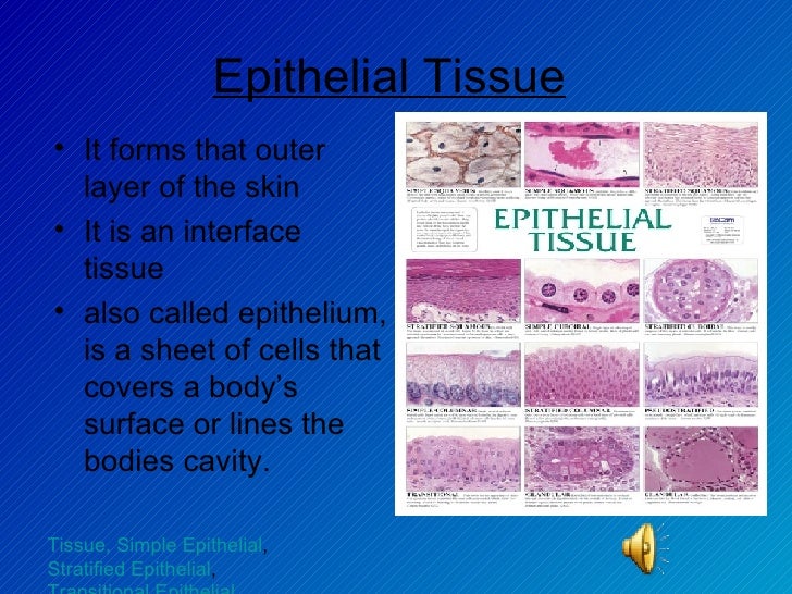 epithelial tissue slides