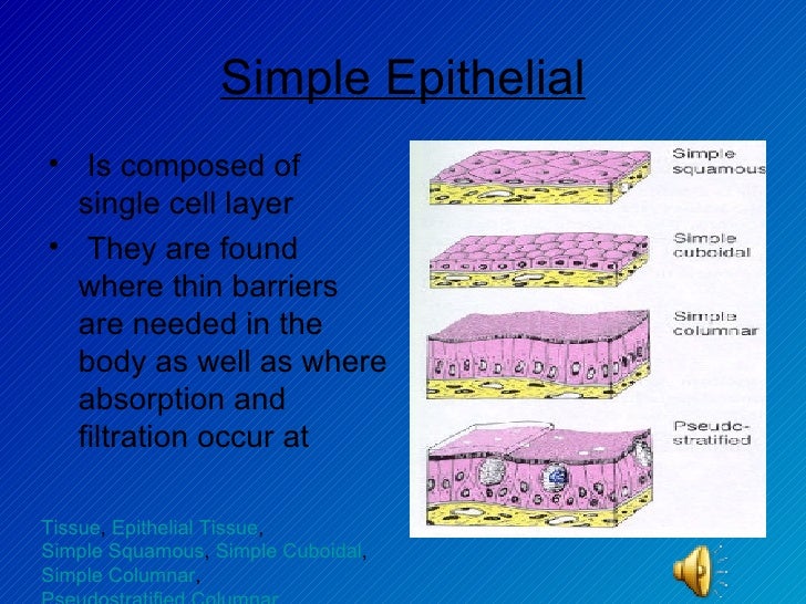 epithelial tissue slides