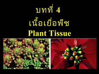 บทที่ 4
เนื้อ เยื่อ พืช
Plant Tissue

 