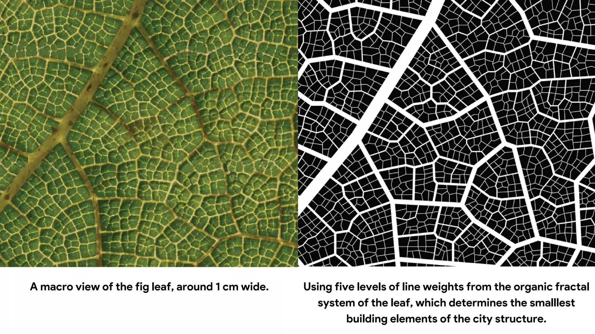 A macro view of the fig leaf, around 1 cm wide. Using five levels of line weights from the organic fractal
system of the leaf, which determines the smalllest
building elements of the city structure.
 