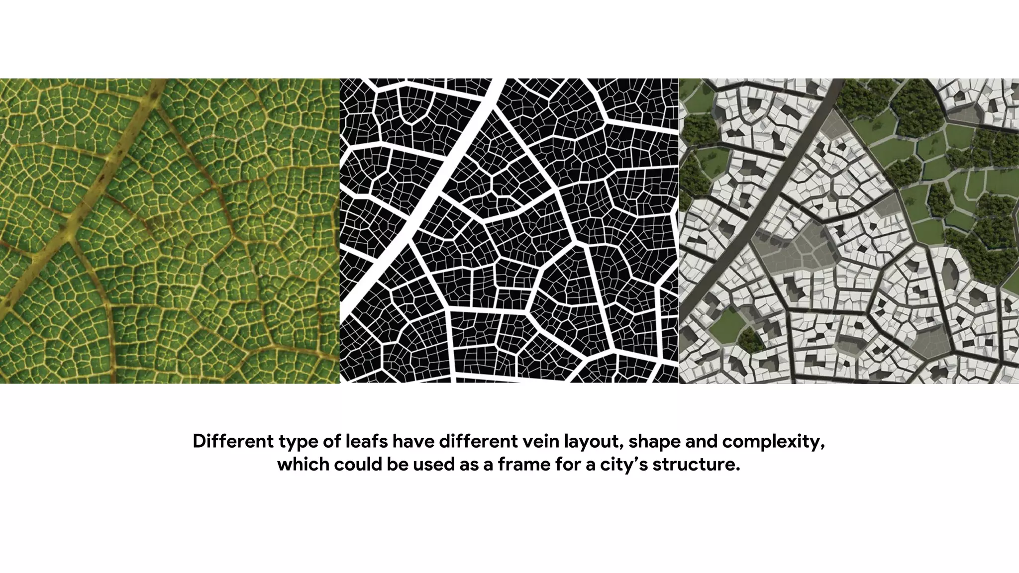 Different type of leafs have different vein layout, shape and complexity,
which could be used as a frame for a city’s structure.
 