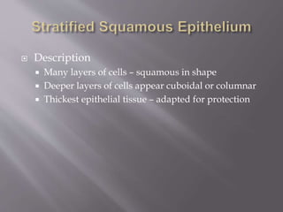  Description
 Many layers of cells – squamous in shape
 Deeper layers of cells appear cuboidal or columnar
 Thickest epithelial tissue – adapted for protection
 