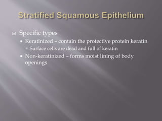  Specific types
 Keratinized – contain the protective protein keratin
 Surface cells are dead and full of keratin
 Non-keratinized – forms moist lining of body
openings
 