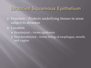  Function – Protects underlying tissues in areas
subject to abrasion
 Location
 Keratinized – forms epidermis
 Non-keratinized – forms lining of esophagus, mouth,
and vagina
 