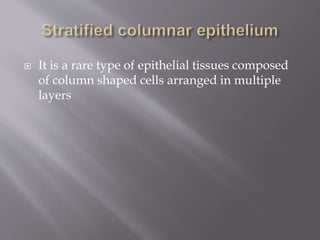  It is a rare type of epithelial tissues composed
of column shaped cells arranged in multiple
layers
 