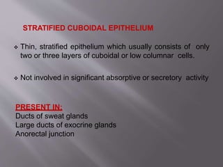 STRATIFIED CUBOIDAL EPITHELIUM
 Thin, stratified epithelium which usually consists of only
two or three layers of cuboidal or low columnar cells.
 Not involved in significant absorptive or secretory activity
PRESENT IN:
Ducts of sweat glands
Large ducts of exocrine glands
Anorectal junction
 