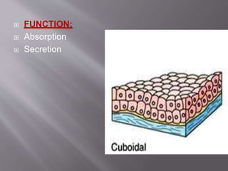  FUNCTION:
 Absorption
 Secretion
 