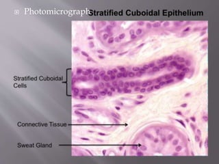  Photomicrograph
 